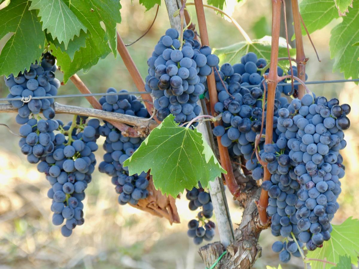 Due Piani Villa Barberino di Val dʼElsa Kültér fotó