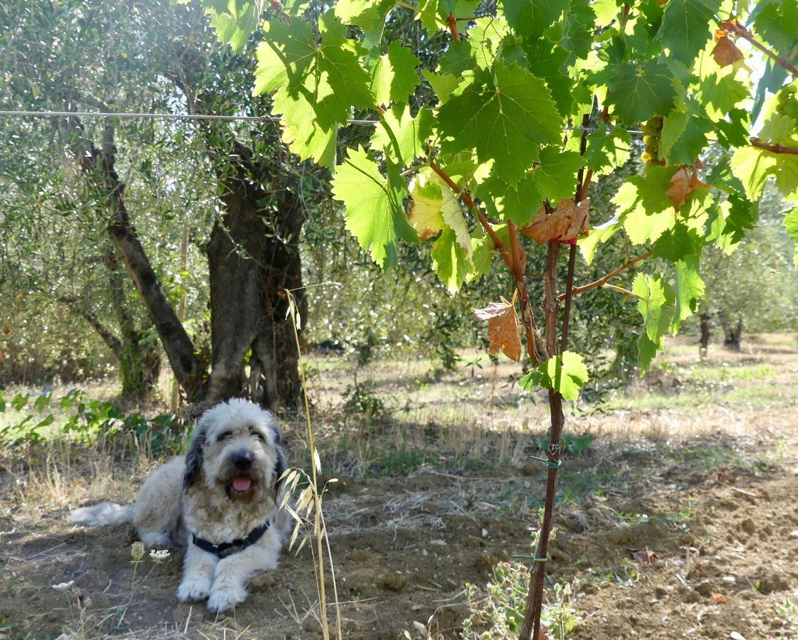 Due Piani Villa Barberino di Val dʼElsa Kültér fotó